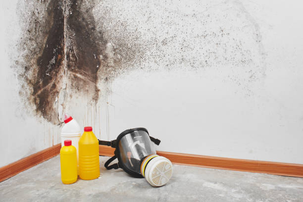 Best Commercial Mold Removal  in Galesville, MD