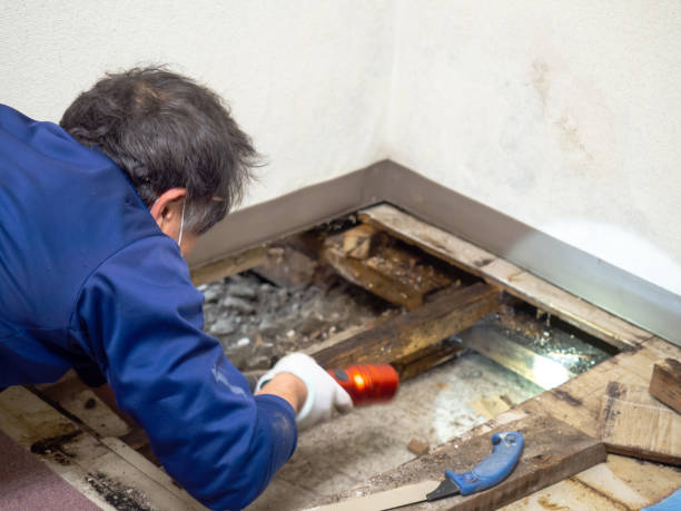 Professional Mold Removal in Galesville, MD