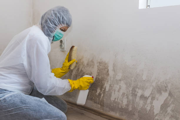 Best Black Mold Removal  in Galesville, MD