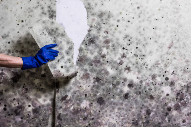 Best Fast Mold Removal  in Galesville, MD