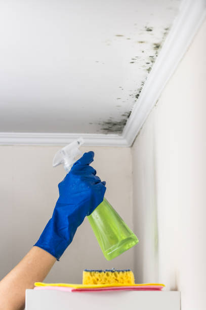 Mold Removal Process in Galesville, MD